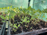Japanese Indigo - Seedlings Pick up in Pinole, California, May 3-4