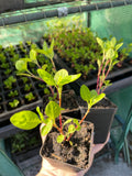 Japanese Indigo - Seedlings Pick up in Pinole, California, May 3-4