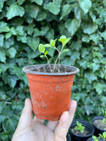 Japanese Indigo - Seedlings Pick up in Pinole, California, May 3-4