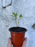 Japanese Indigo - Seedlings Pick up in Pinole, California, May 3-4