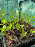 Japanese Indigo - Seedlings Pick up in Pinole, California, May 3-4