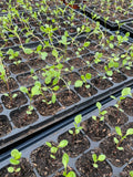 Japanese Indigo - Seedlings Pick up in Pinole, California, May 3-4