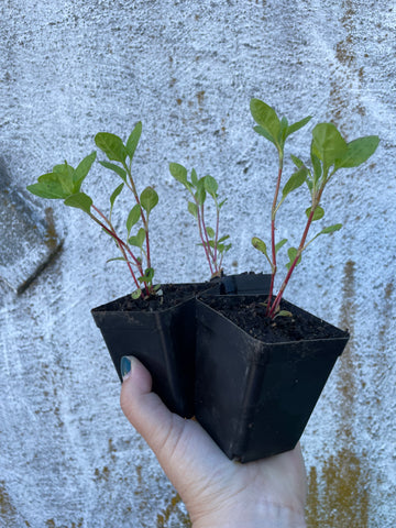 Japanese Indigo - Seedlings Pick up in Pinole, California, May 3-4