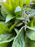Japanese Indigo - Seeds for your 2025 garden