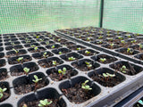 Japanese Indigo - Seeds for your 2025 garden