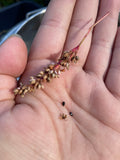 Japanese Indigo - Seeds for your 2025 garden