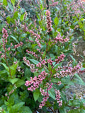 Japanese Indigo - Seeds for your 2025 garden