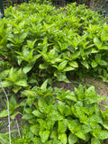 Japanese Indigo - Seeds for your 2025 garden