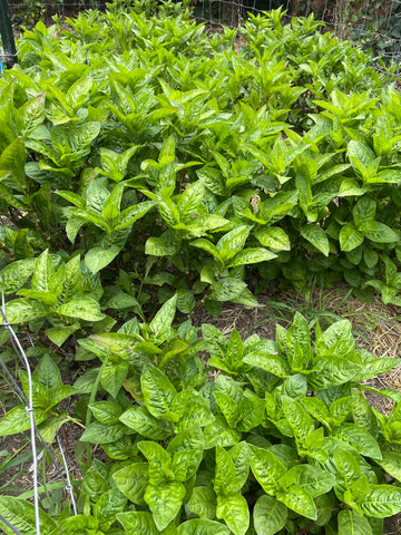 Kit d'indigo japonais - Persicaria tinctoria – Dahlia Milon